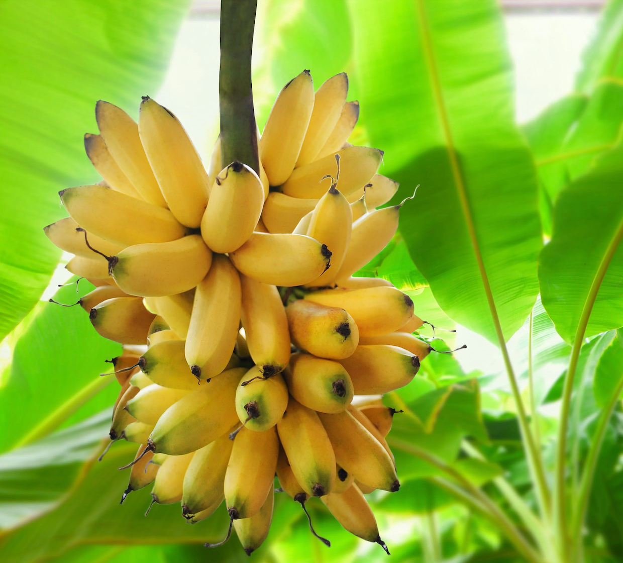 Banana Peel Facial, Banana Skin Benefits  KYOMI SKIN