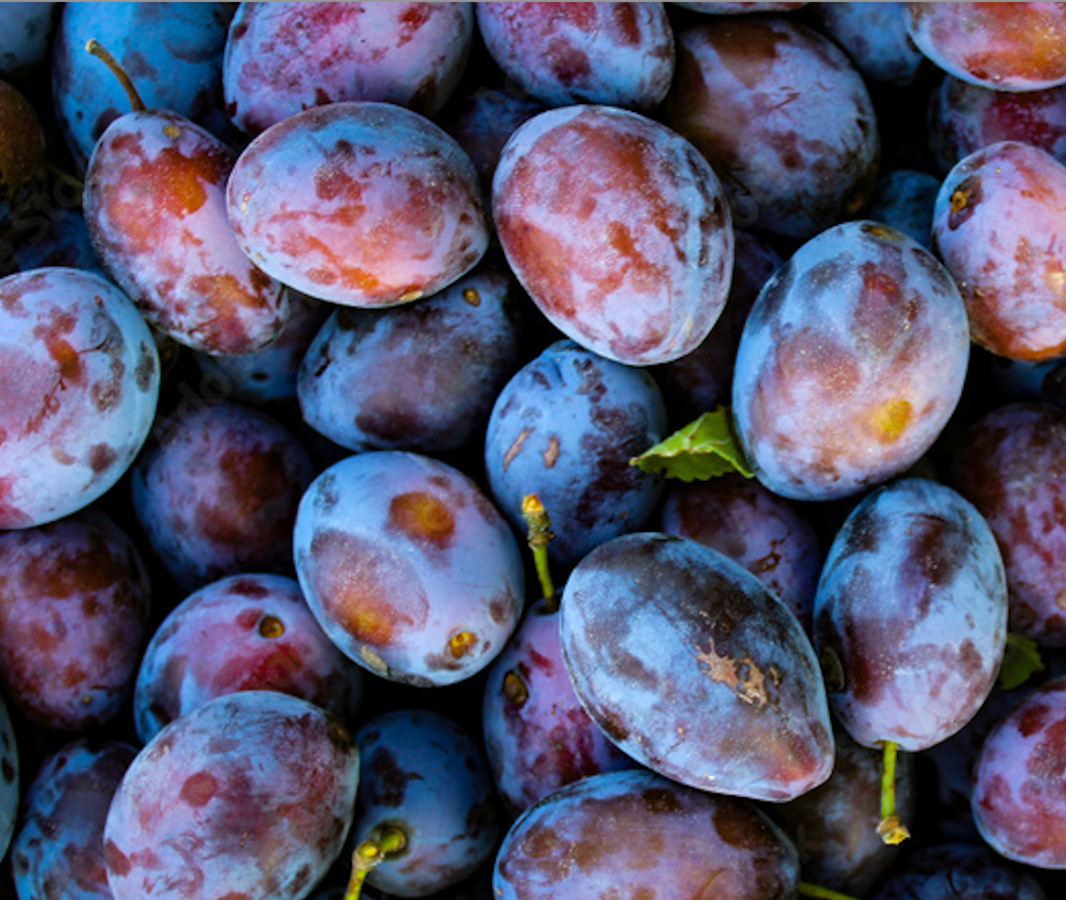 Everything You Need to Know About Plum Kernel Face Oil. French-Harvested & Organic