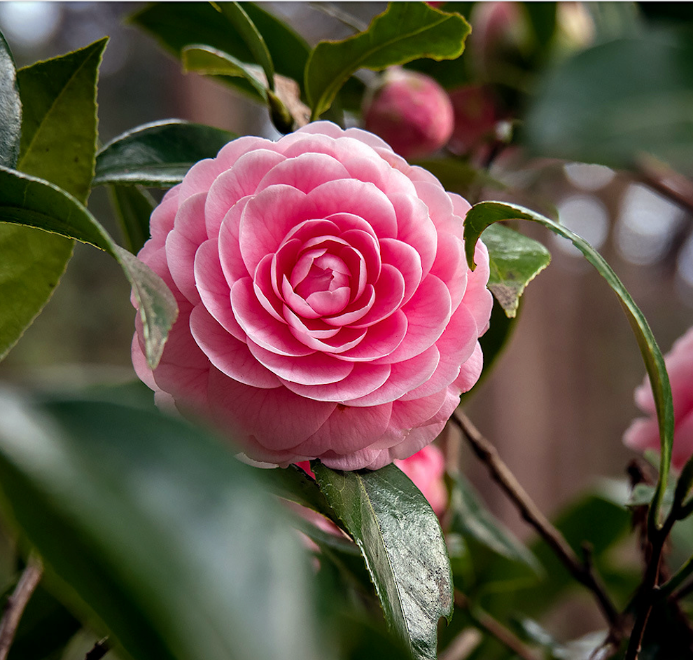 Unlocking the Power of Tsubaki Face Oil for Radiant, Resilient Skin