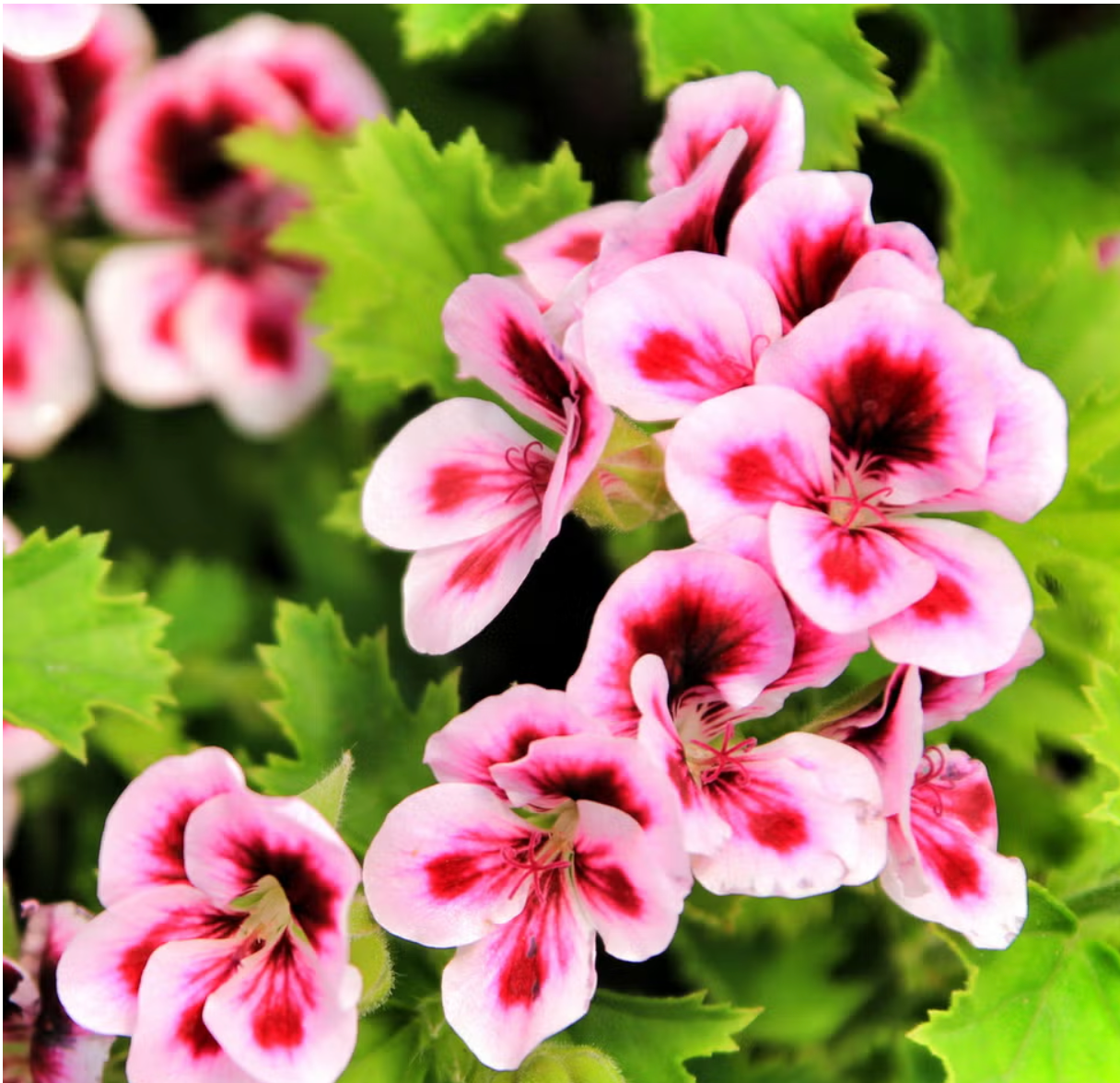 Everything You Need to Know About Geranium for Skin