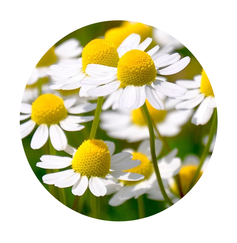 chamomile for inflammation