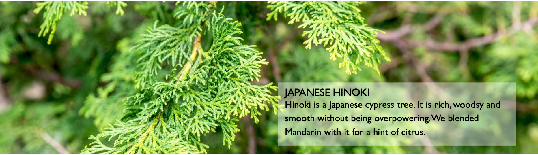 hinoki body butter, nilotica shea butter, body butter