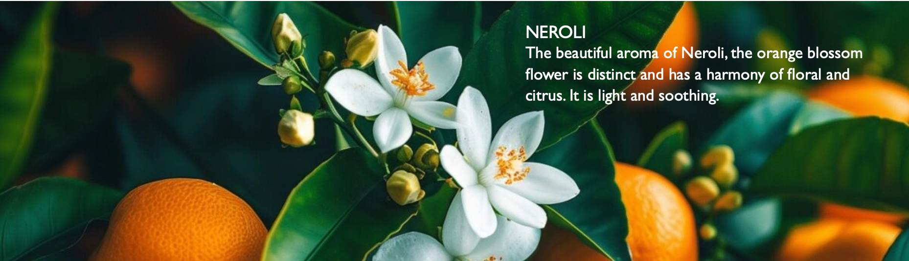 nilotica shea butter, neroli body butter, beautiful body organic body butter