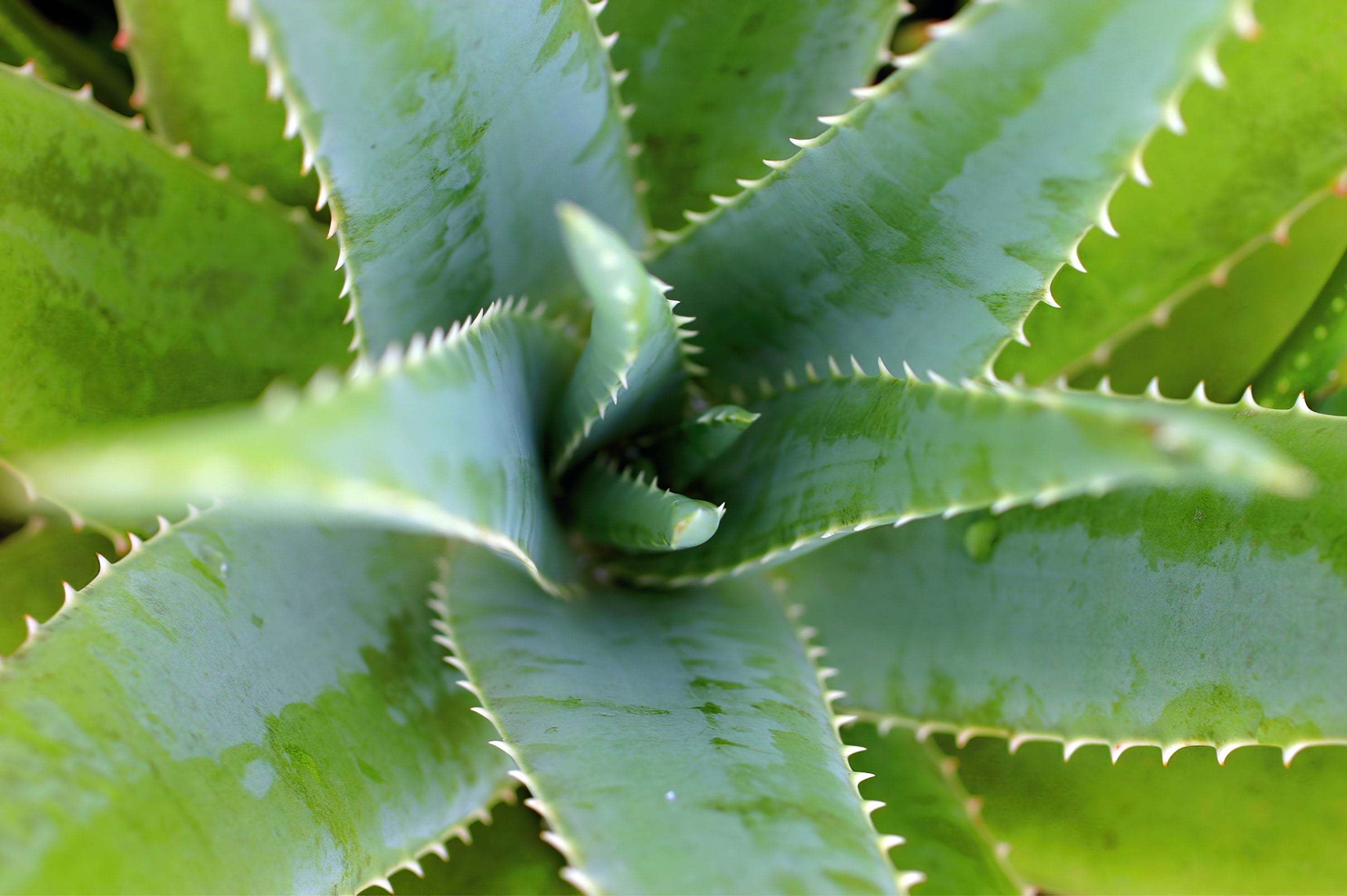 Best Organic Skincare for Older Skin: What Really Works?