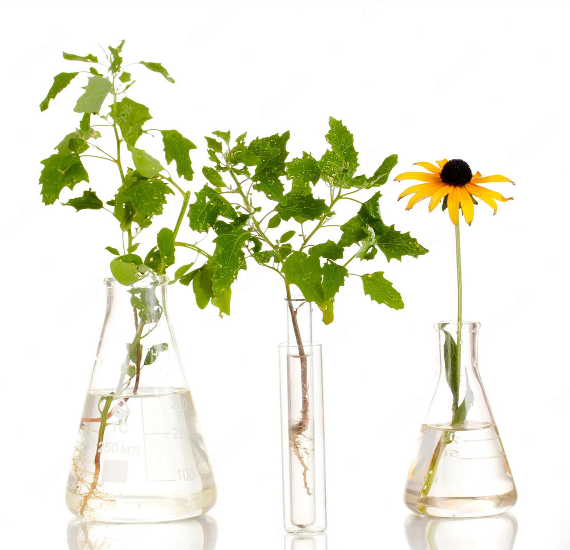 Plant-Powered Beauty: How Botanical Oils Transform Your Skin