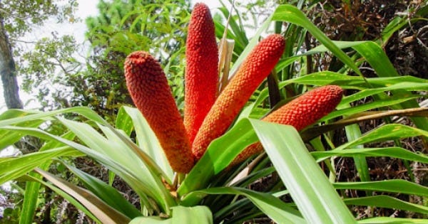 Kyomi skin Buah Merah oil