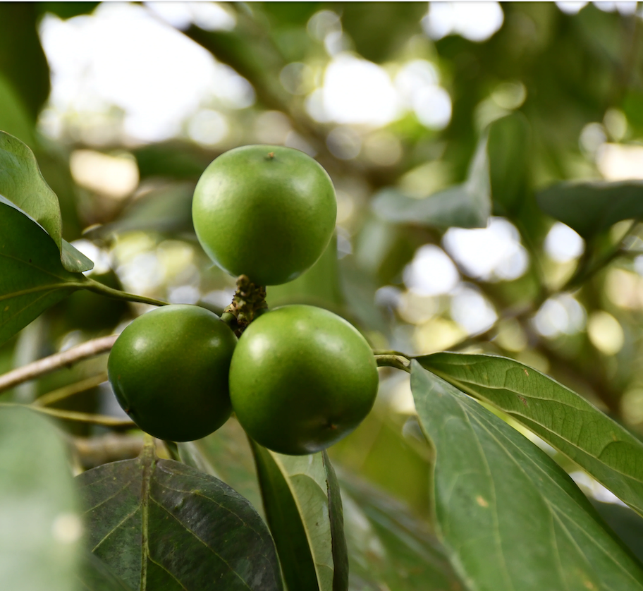 Cacay Oil Benefits: The Natural Retinol Alternative You Need to Try