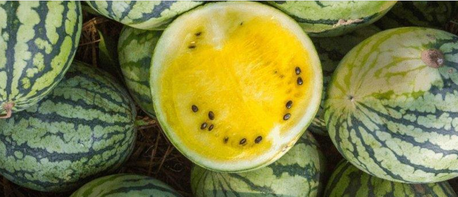 Kyomi skin Kalahari melon face oil