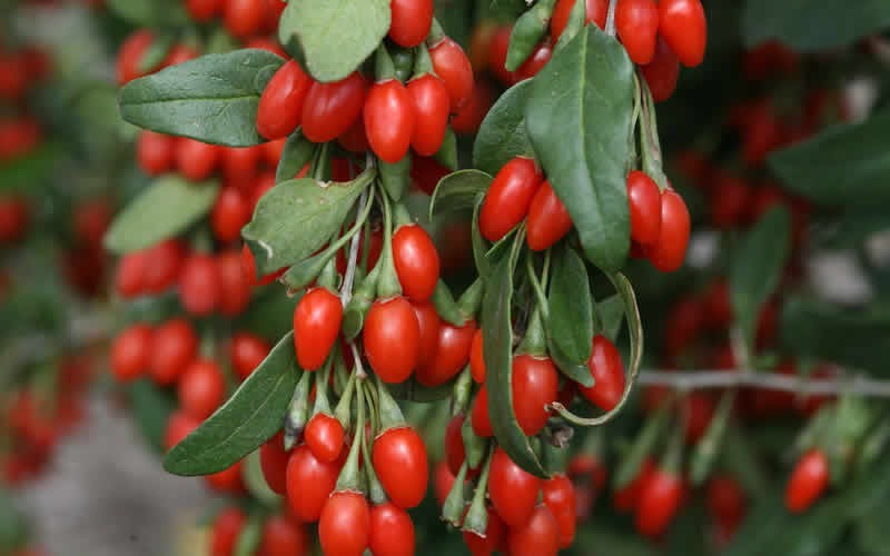 GOJI BERRY SKIN BENEFITS – KYOMI SKIN