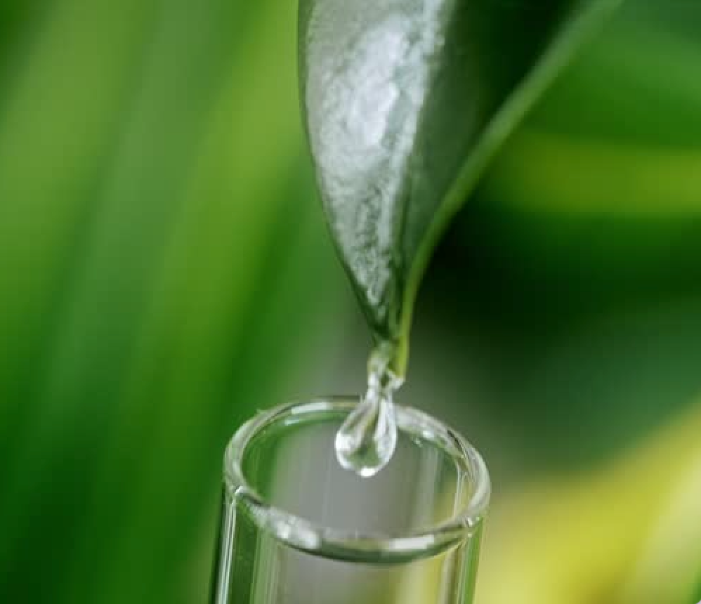 What Are the Best Face Oils for Mature, Aging Skin? The Natural Oils That Actually Work