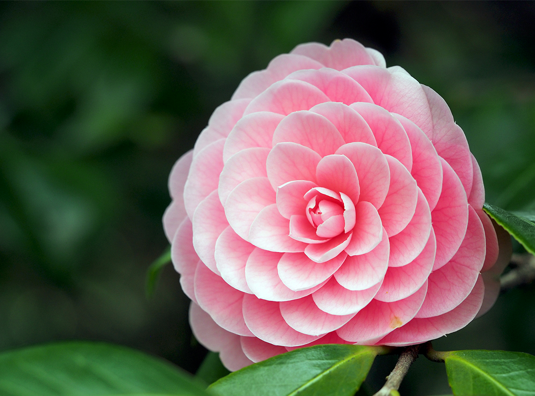 Tsubaki Oil: Japan’s Ancient Beauty Secret for Glowing Skin and Silky Hair