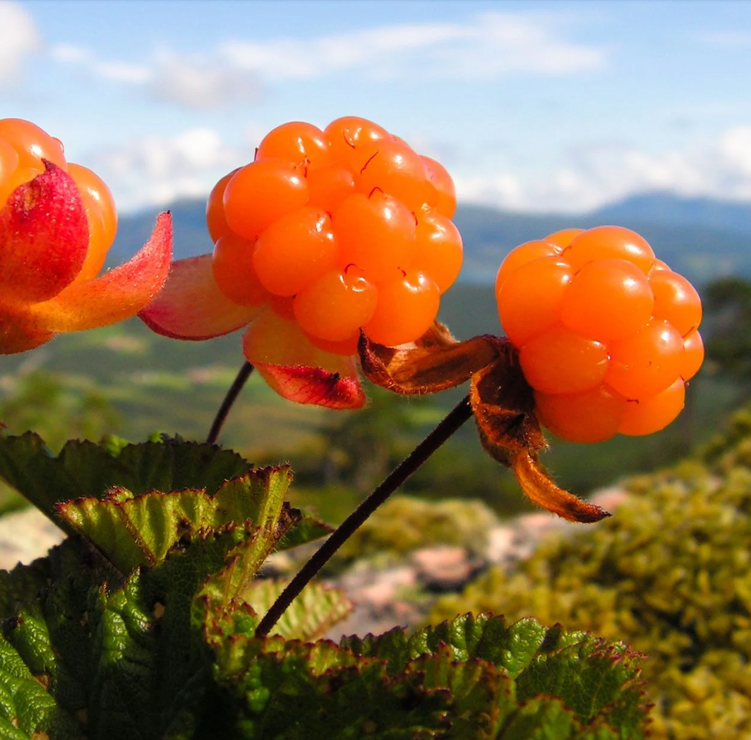 What Is Cloudberry Oil and Why Is It a Skincare Superhero?