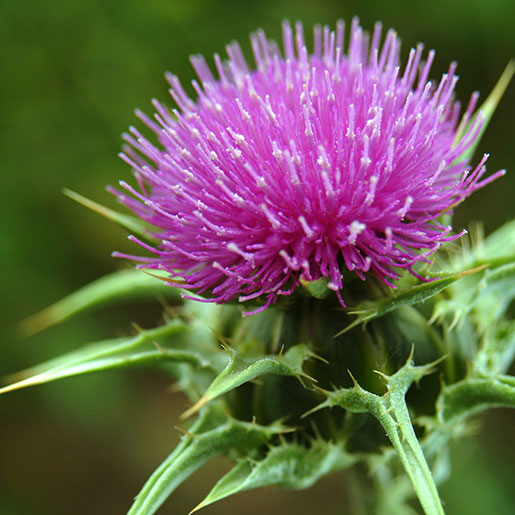 Milk thistle skin benefits