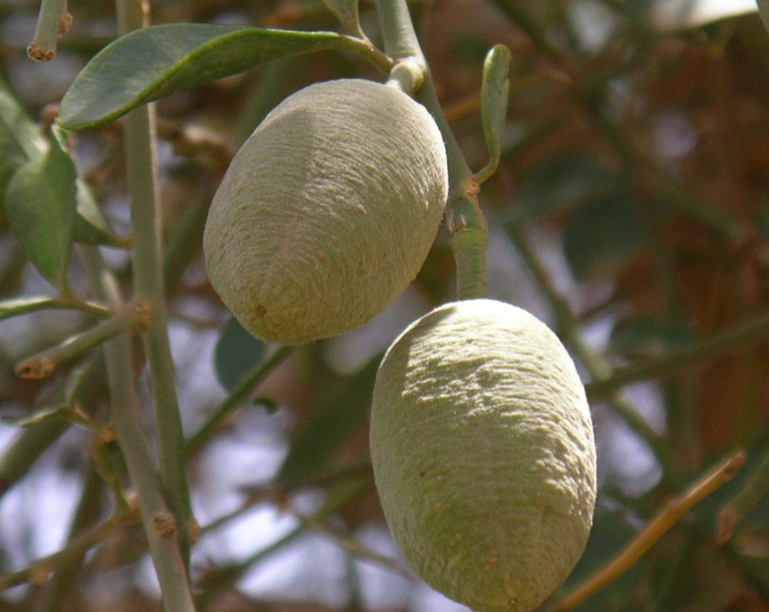 Kyomi skin deep moisture face balm