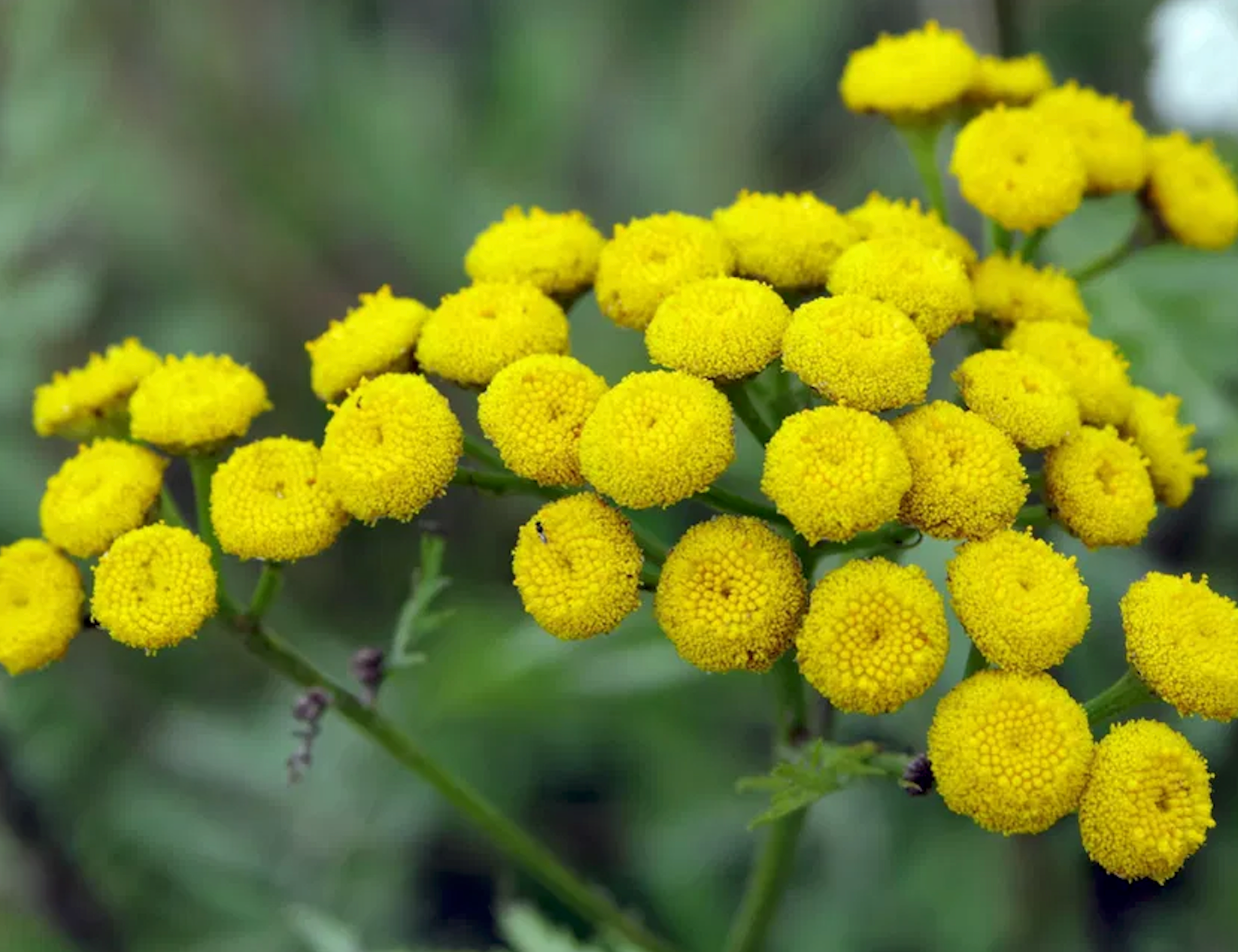 Kyomi skin deep moisture balm