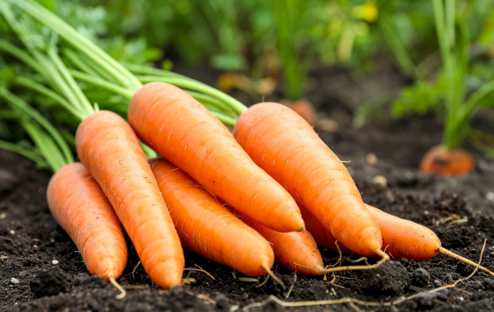 Kyomi skin deep moisture balm