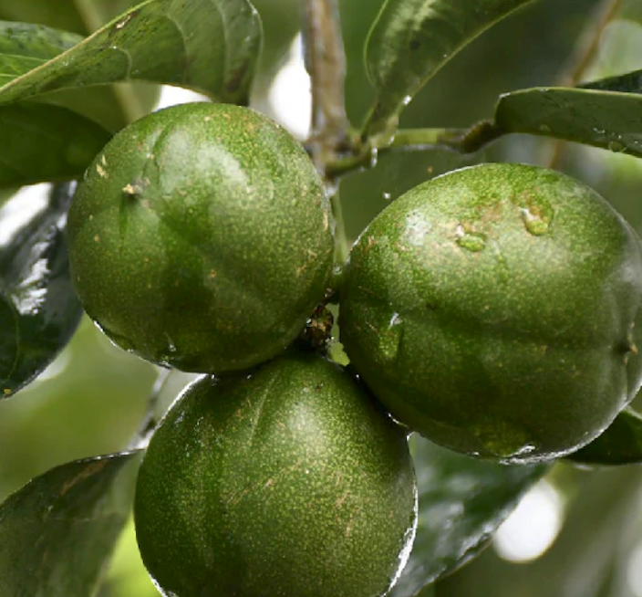 kyomi skins cacay nut oil
