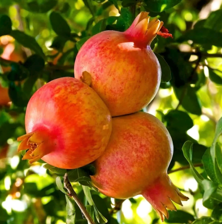 kyomi skin pomegranate oil